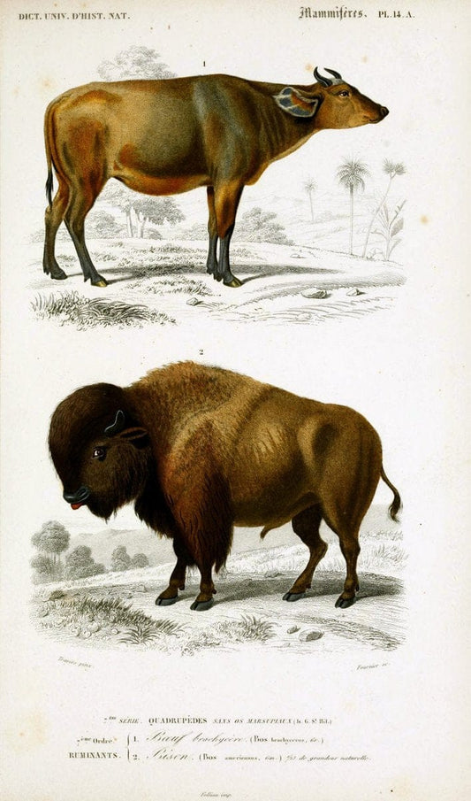 Dictionnaire universel d'histoire naturelle :.Paris:Chez les editeurs MM. Renard, Martinet et cie, rue et Hotel Mignon, 2 ; et chez Langlois et Leclercq, rue de la Harpe | Vintage Reproduction 470142