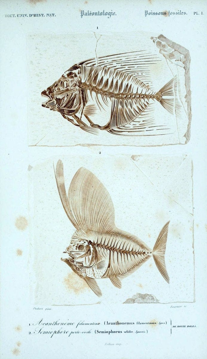 Dictionnaire universel d'histoire naturelle :.Paris:Chez les editeurs MM. Renard, Martinet et cie, rue et Hotel Mignon, 2 ; et chez Langlois et Leclercq, rue de la Harpe | Vintage Reproduction 470143