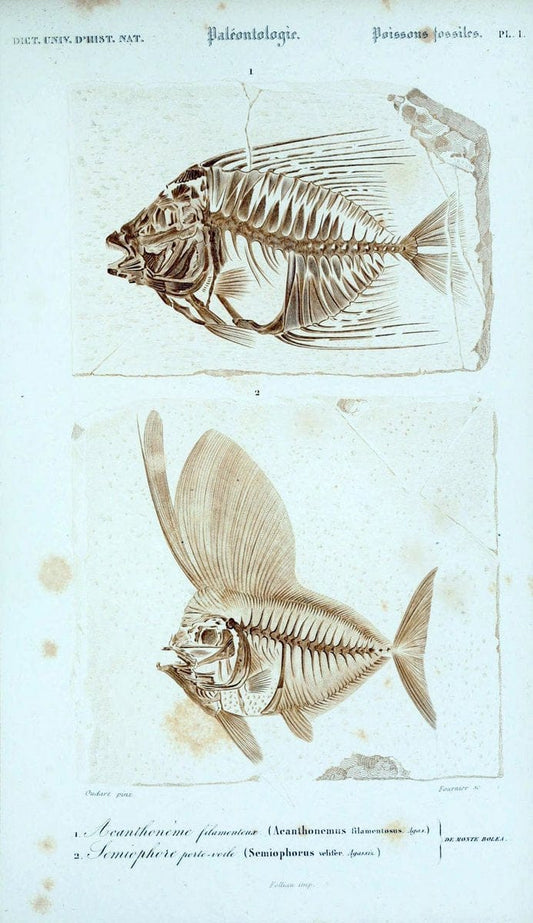 Dictionnaire universel d'histoire naturelle :.Paris:Chez les editeurs MM. Renard, Martinet et cie, rue et Hotel Mignon, 2 ; et chez Langlois et Leclercq, rue de la Harpe | Vintage Reproduction 470143