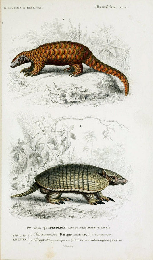 Dictionnaire universel d'histoire naturelle :.Paris:Chez les editeurs MM. Renard, Martinet et cie, rue et Hotel Mignon, 2 ; et chez Langlois et Leclercq, rue de la Harpe | Vintage Reproduction 470144