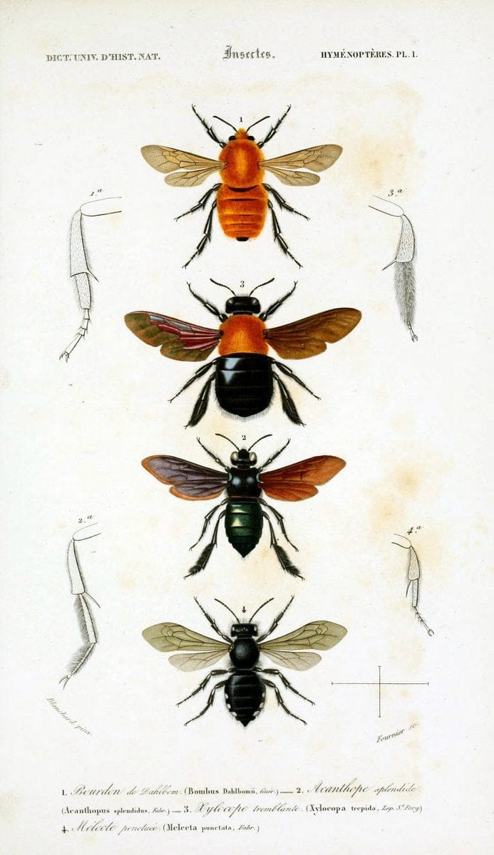 Dictionnaire universel d'histoire naturelle :.Paris:Chez les editeurs MM. Renard, Martinet et cie, rue et Hotel Mignon, 2 ; et chez Langlois et Leclercq, rue de la Harpe | Vintage Reproduction 470145