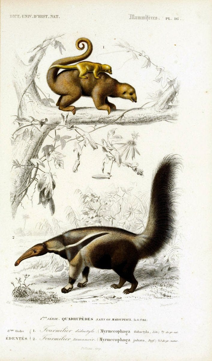Dictionnaire universel d'histoire naturelle :.Paris:Chez les editeurs MM. Renard, Martinet et cie, rue et Hotel Mignon, 2 ; et chez Langlois et Leclercq, rue de la Harpe | Vintage Reproduction 470146