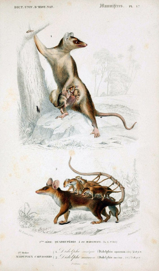Dictionnaire universel d'histoire naturelle :.Paris:Chez les editeurs MM. Renard, Martinet et cie, rue et Hotel Mignon, 2 ; et chez Langlois et Leclercq, rue de la Harpe | Vintage Reproduction 470148