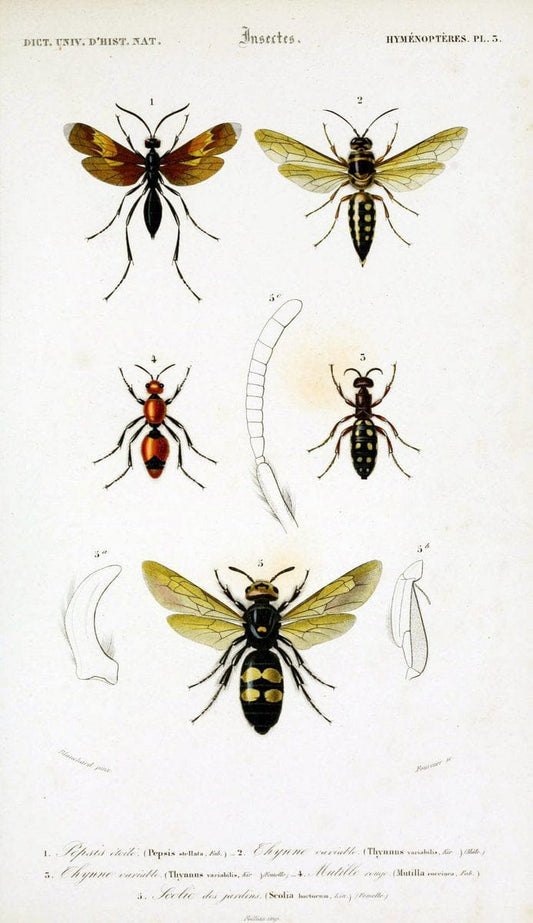 Dictionnaire universel d'histoire naturelle :.Paris:Chez les editeurs MM. Renard, Martinet et cie, rue et Hotel Mignon, 2 ; et chez Langlois et Leclercq, rue de la Harpe | Vintage Reproduction 470149