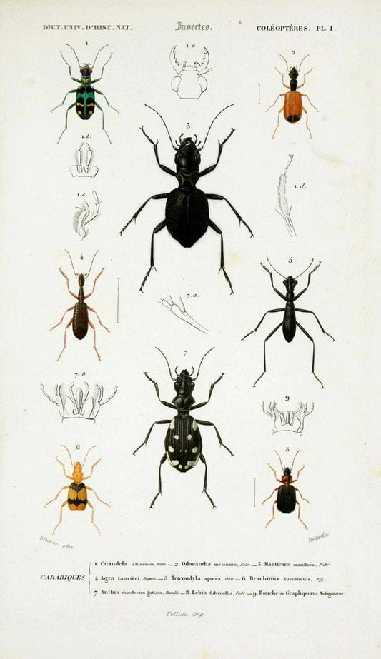 Dictionnaire universel d'histoire naturelle :.Paris:Chez les editeurs MM. Renard, Martinet et cie, rue et Hotel Mignon, 2 ; et chez Langlois et Leclercq, rue de la Harpe | Vintage Reproduction 470150