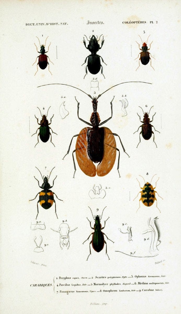 Dictionnaire universel d'histoire naturelle :.Paris:Chez les editeurs MM. Renard, Martinet et cie, rue et Hotel Mignon, 2 ; et chez Langlois et Leclercq, rue de la Harpe | Vintage Reproduction 470151