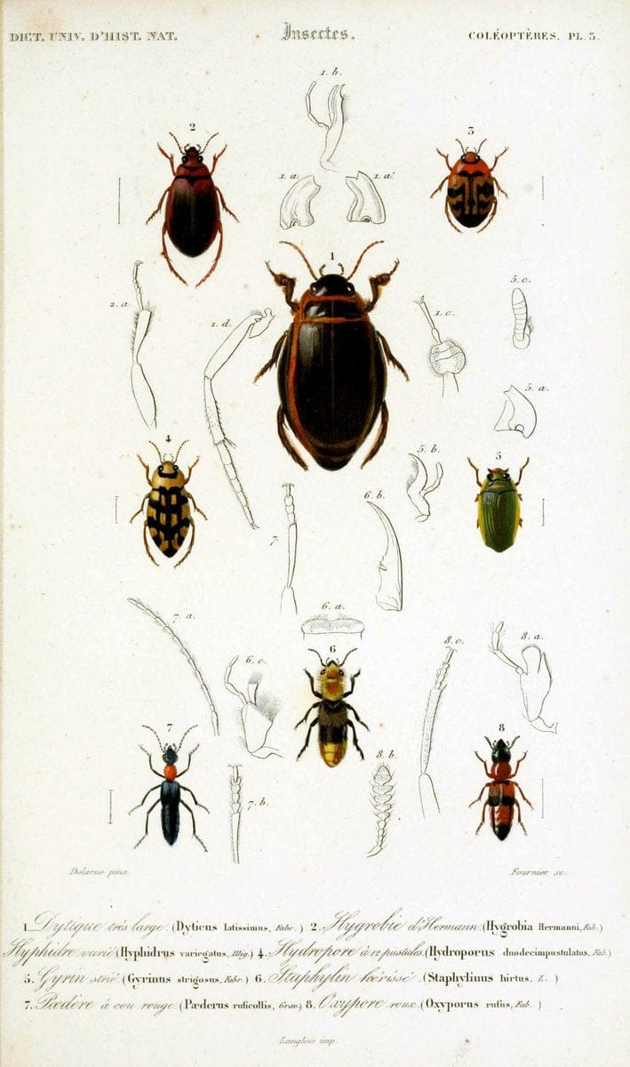 Dictionnaire universel d'histoire naturelle :.Paris:Chez les editeurs MM. Renard, Martinet et cie, rue et Hotel Mignon, 2 ; et chez Langlois et Leclercq, rue de la Harpe | Vintage Reproduction 470152