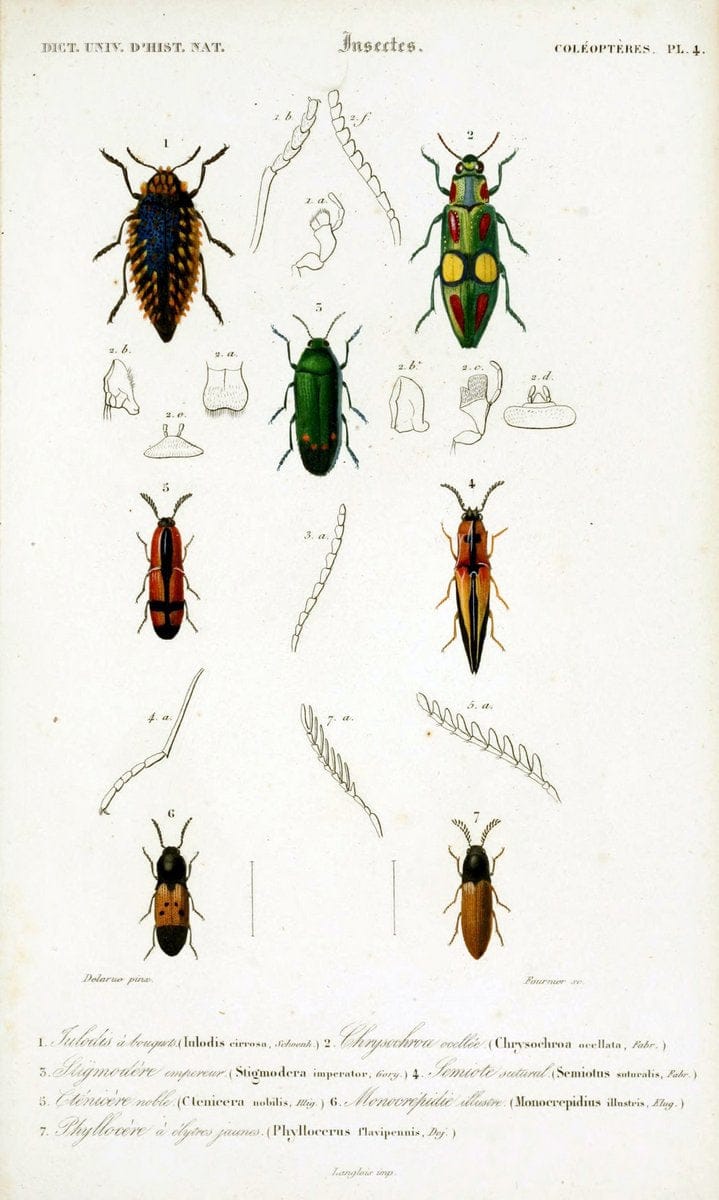 Dictionnaire universel d'histoire naturelle :.Paris:Chez les editeurs MM. Renard, Martinet et cie, rue et Hotel Mignon, 2 ; et chez Langlois et Leclercq, rue de la Harpe | Vintage Reproduction 470153