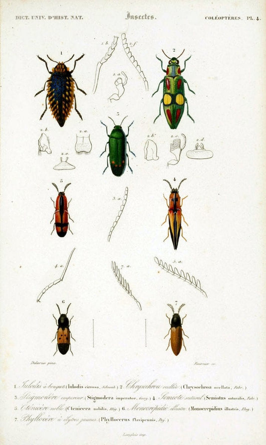 Dictionnaire universel d'histoire naturelle :.Paris:Chez les editeurs MM. Renard, Martinet et cie, rue et Hotel Mignon, 2 ; et chez Langlois et Leclercq, rue de la Harpe | Vintage Reproduction 470153