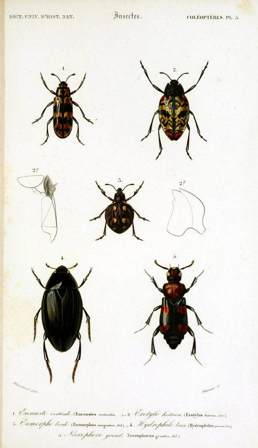 Dictionnaire universel d'histoire naturelle :.Paris:Chez les editeurs MM. Renard, Martinet et cie, rue et Hotel Mignon, 2 ; et chez Langlois et Leclercq, rue de la Harpe | Vintage Reproduction 470154