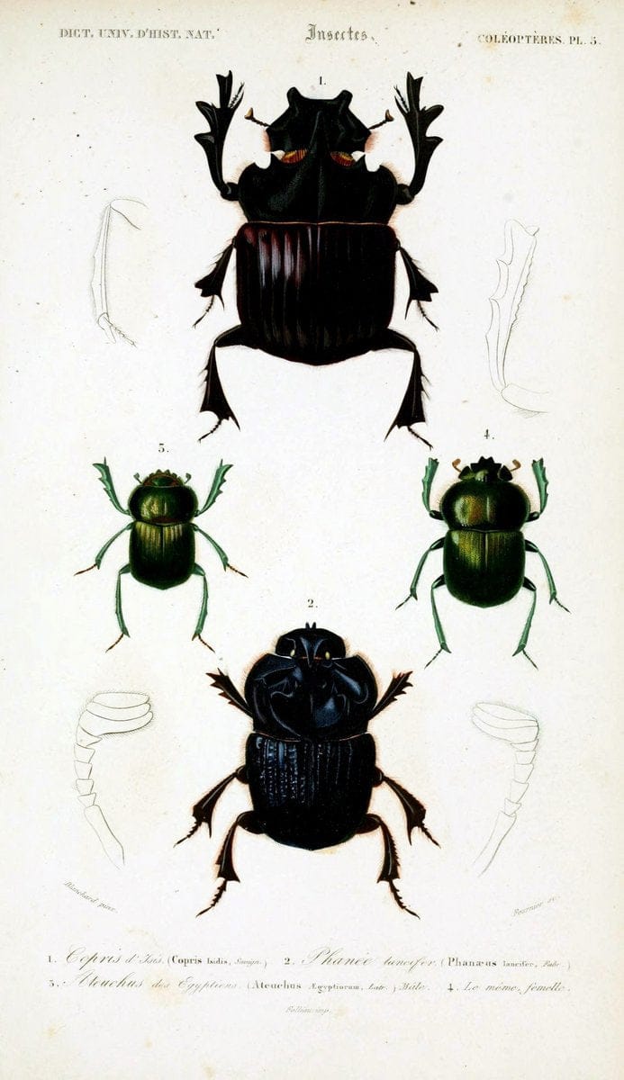 Dictionnaire universel d'histoire naturelle :.Paris:Chez les editeurs MM. Renard, Martinet et cie, rue et Hotel Mignon, 2 ; et chez Langlois et Leclercq, rue de la Harpe | Vintage Reproduction 470155