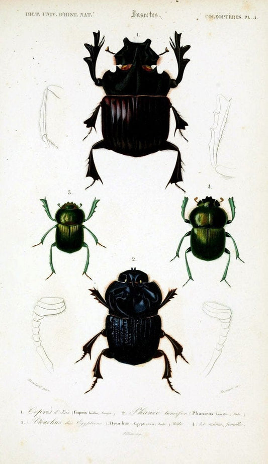 Dictionnaire universel d'histoire naturelle :.Paris:Chez les editeurs MM. Renard, Martinet et cie, rue et Hotel Mignon, 2 ; et chez Langlois et Leclercq, rue de la Harpe | Vintage Reproduction 470155