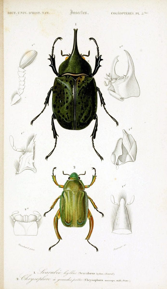 Dictionnaire universel d'histoire naturelle :.Paris:Chez les editeurs MM. Renard, Martinet et cie, rue et Hotel Mignon, 2 ; et chez Langlois et Leclercq, rue de la Harpe | Vintage Reproduction 470157