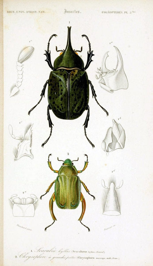 Dictionnaire universel d'histoire naturelle :.Paris:Chez les editeurs MM. Renard, Martinet et cie, rue et Hotel Mignon, 2 ; et chez Langlois et Leclercq, rue de la Harpe | Vintage Reproduction 470157
