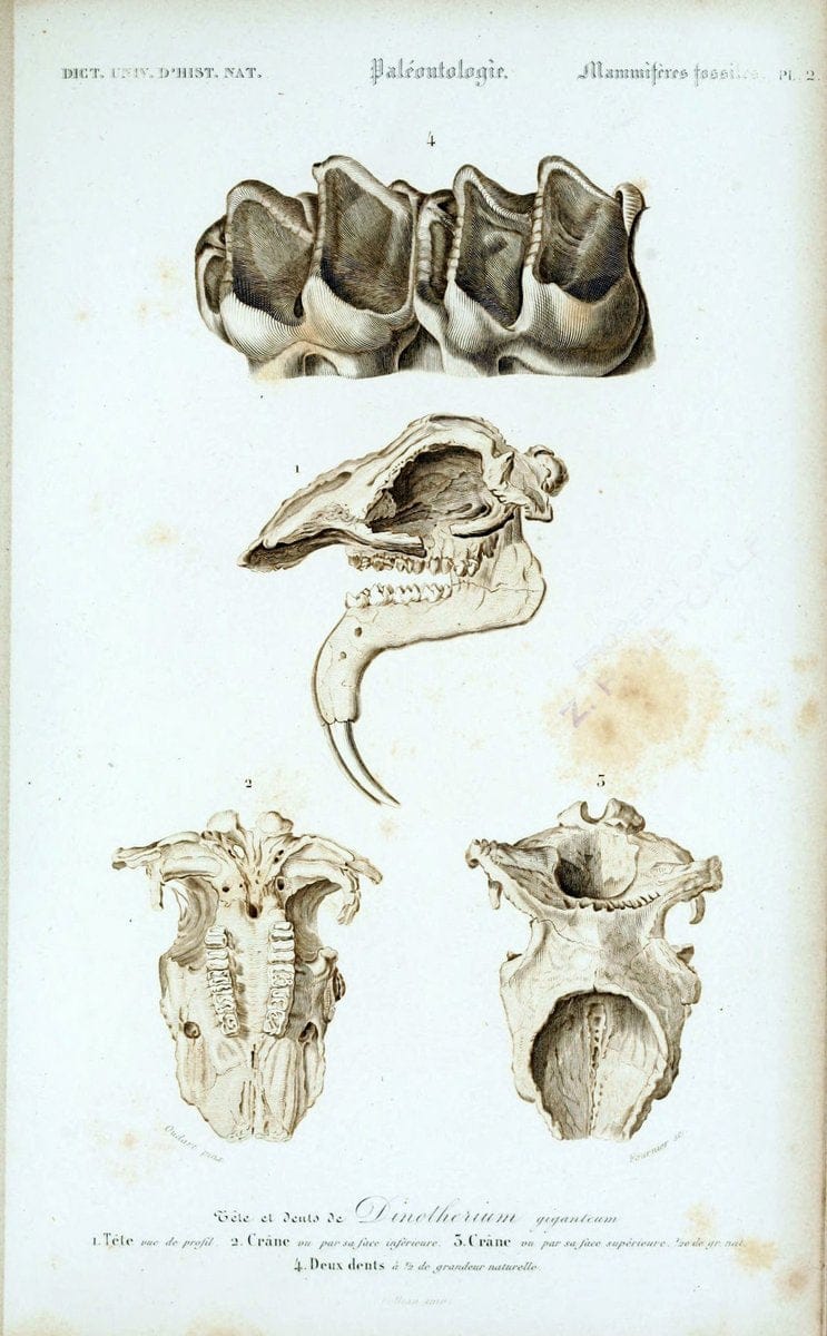 Dictionnaire universel d'histoire naturelle :.Paris:Chez les editeurs MM. Renard, Martinet et cie, rue et Hotel Mignon, 2 ; et chez Langlois et Leclercq, rue de la Harpe | Vintage Reproduction 470158