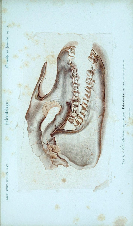 Dictionnaire universel d'histoire naturelle :.Paris:Chez les editeurs MM. Renard, Martinet et cie, rue et Hotel Mignon, 2 ; et chez Langlois et Leclercq, rue de la Harpe | Vintage Reproduction 470160
