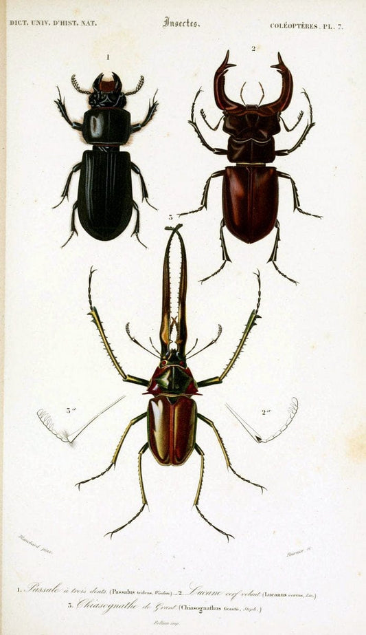 Dictionnaire universel d'histoire naturelle :.Paris:Chez les editeurs MM. Renard, Martinet et cie, rue et Hotel Mignon, 2 ; et chez Langlois et Leclercq, rue de la Harpe | Vintage Reproduction 470161