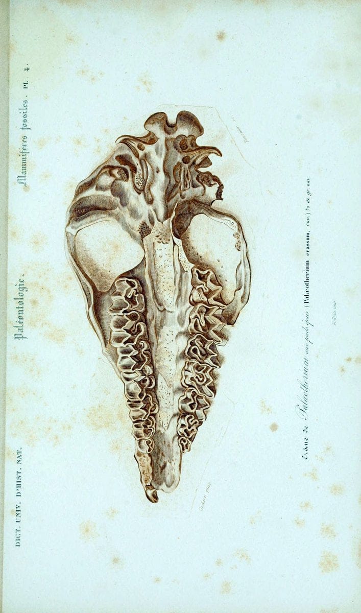 Dictionnaire universel d'histoire naturelle :.Paris:Chez les editeurs MM. Renard, Martinet et cie, rue et Hotel Mignon, 2 ; et chez Langlois et Leclercq, rue de la Harpe | Vintage Reproduction 470162