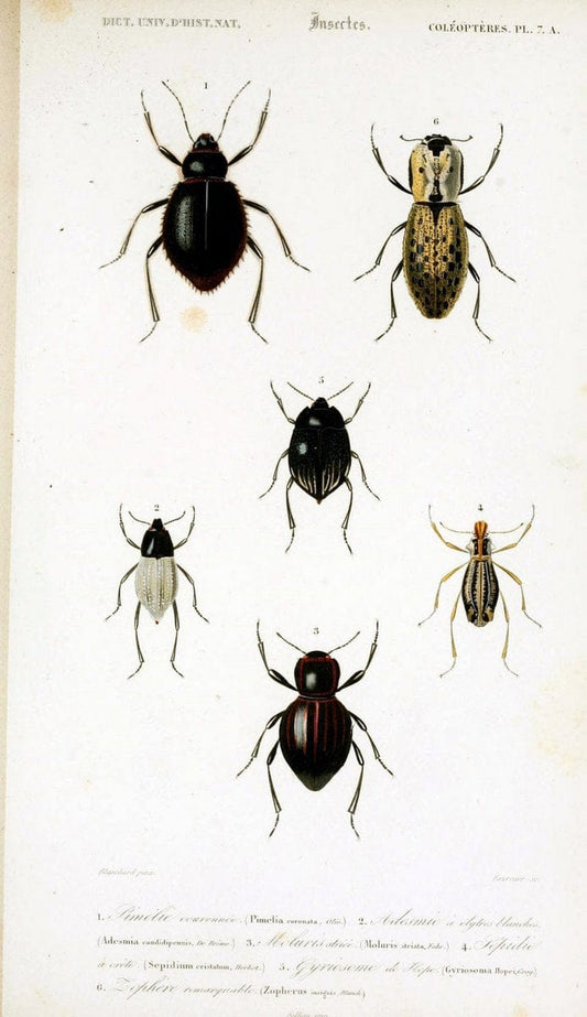 Dictionnaire universel d'histoire naturelle :.Paris:Chez les editeurs MM. Renard, Martinet et cie, rue et Hotel Mignon, 2 ; et chez Langlois et Leclercq, rue de la Harpe | Vintage Reproduction 470163