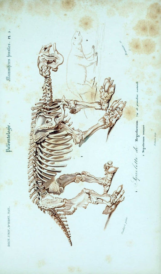 Dictionnaire universel d'histoire naturelle :.Paris:Chez les editeurs MM. Renard, Martinet et cie, rue et Hotel Mignon, 2 ; et chez Langlois et Leclercq, rue de la Harpe | Vintage Reproduction 470164