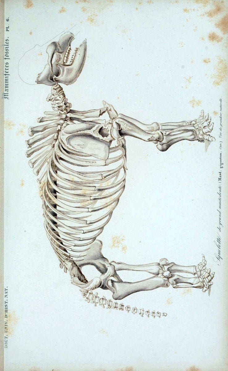 Dictionnaire universel d'histoire naturelle :.Paris:Chez les editeurs MM. Renard, Martinet et cie, rue et Hotel Mignon, 2 ; et chez Langlois et Leclercq, rue de la Harpe | Vintage Reproduction 470166