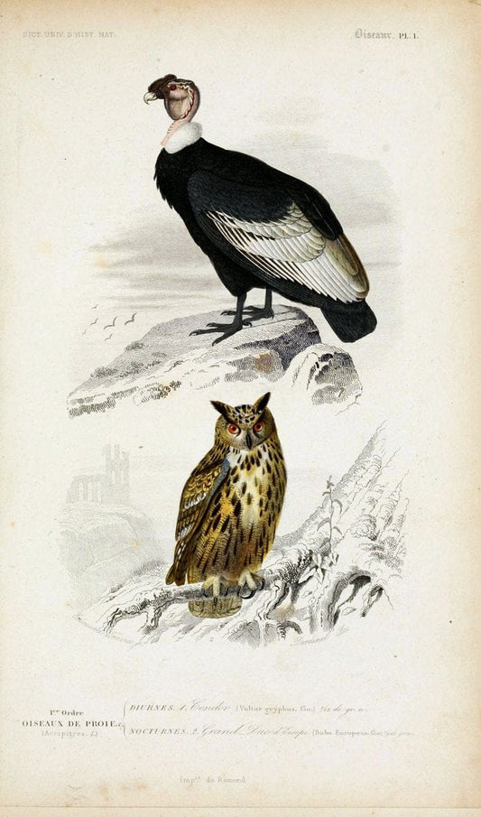 Dictionnaire universel d'histoire naturelle :.Paris:Chez les editeurs MM. Renard, Martinet et cie, rue et Hotel Mignon, 2 ; et chez Langlois et Leclercq, rue de la Harpe | Vintage Reproduction 470168