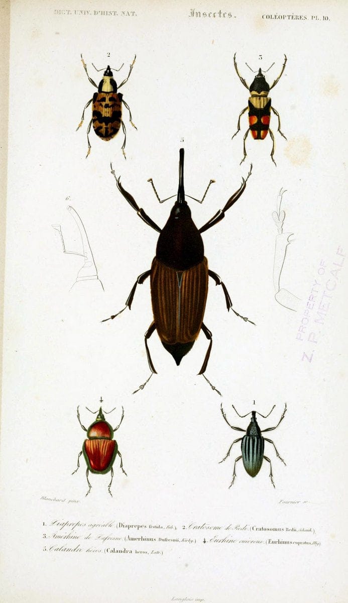 Dictionnaire universel d'histoire naturelle :.Paris:Chez les editeurs MM. Renard, Martinet et cie, rue et Hotel Mignon, 2 ; et chez Langlois et Leclercq, rue de la Harpe | Vintage Reproduction 470169