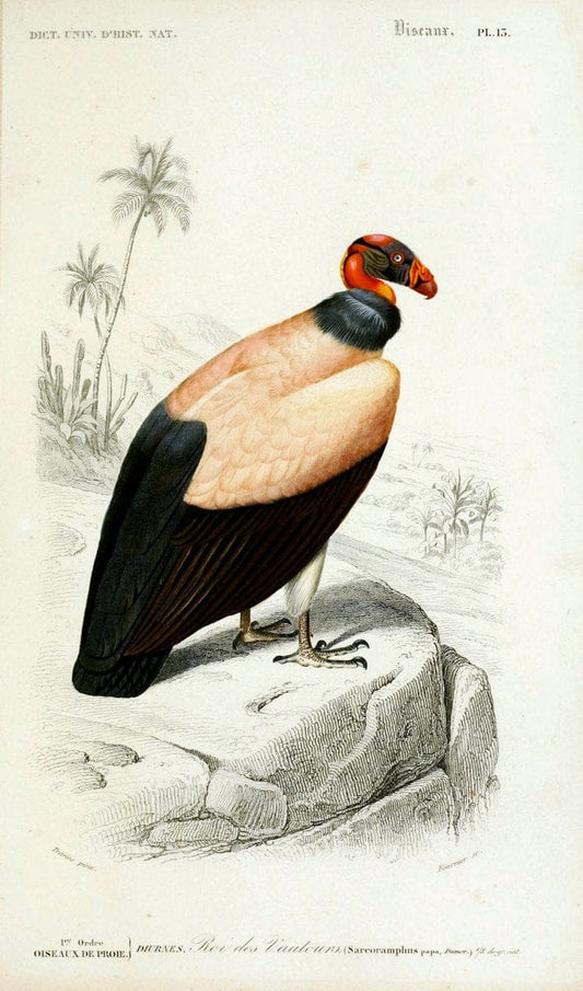 Dictionnaire universel d'histoire naturelle :.Paris:Chez les editeurs MM. Renard, Martinet et cie, rue et Hotel Mignon, 2 ; et chez Langlois et Leclercq, rue de la Harpe | Vintage Reproduction 470170