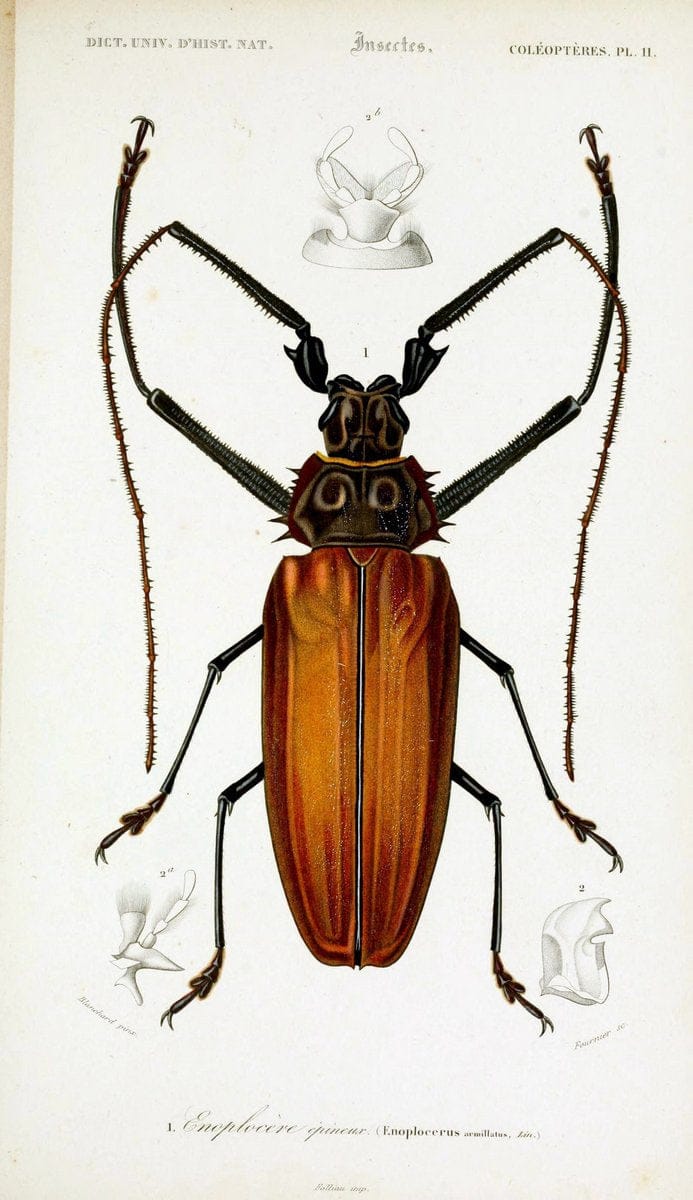 Dictionnaire universel d'histoire naturelle :.Paris:Chez les editeurs MM. Renard, Martinet et cie, rue et Hotel Mignon, 2 ; et chez Langlois et Leclercq, rue de la Harpe | Vintage Reproduction 470171