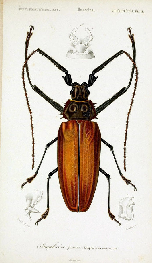 Dictionnaire universel d'histoire naturelle :.Paris:Chez les editeurs MM. Renard, Martinet et cie, rue et Hotel Mignon, 2 ; et chez Langlois et Leclercq, rue de la Harpe | Vintage Reproduction 470171