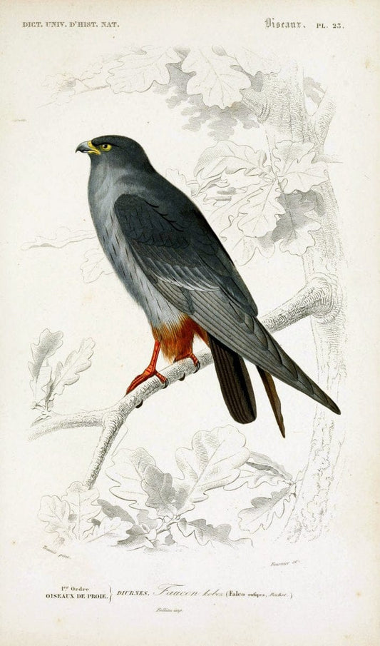 Dictionnaire universel d'histoire naturelle :.Paris:Chez les editeurs MM. Renard, Martinet et cie, rue et Hotel Mignon, 2 ; et chez Langlois et Leclercq, rue de la Harpe | Vintage Reproduction 470172