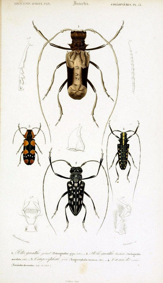 Dictionnaire universel d'histoire naturelle :.Paris:Chez les editeurs MM. Renard, Martinet et cie, rue et Hotel Mignon, 2 ; et chez Langlois et Leclercq, rue de la Harpe | Vintage Reproduction 470175
