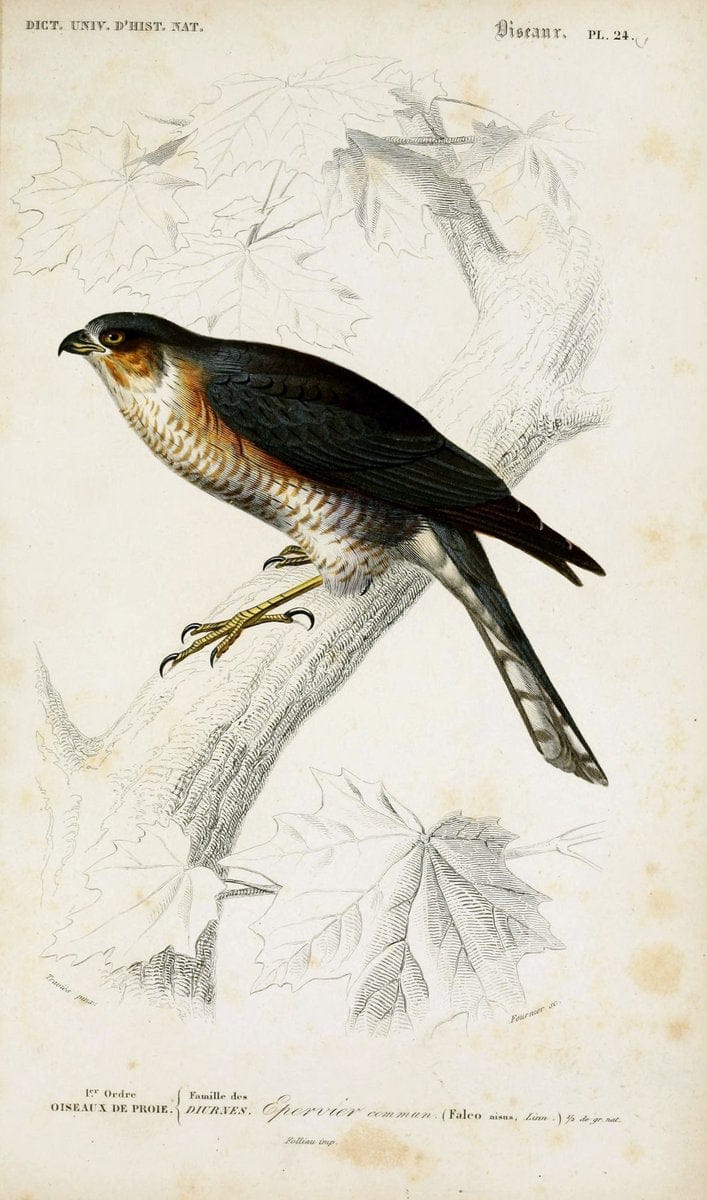 Dictionnaire universel d'histoire naturelle :.Paris:Chez les editeurs MM. Renard, Martinet et cie, rue et Hotel Mignon, 2 ; et chez Langlois et Leclercq, rue de la Harpe | Vintage Reproduction 470176