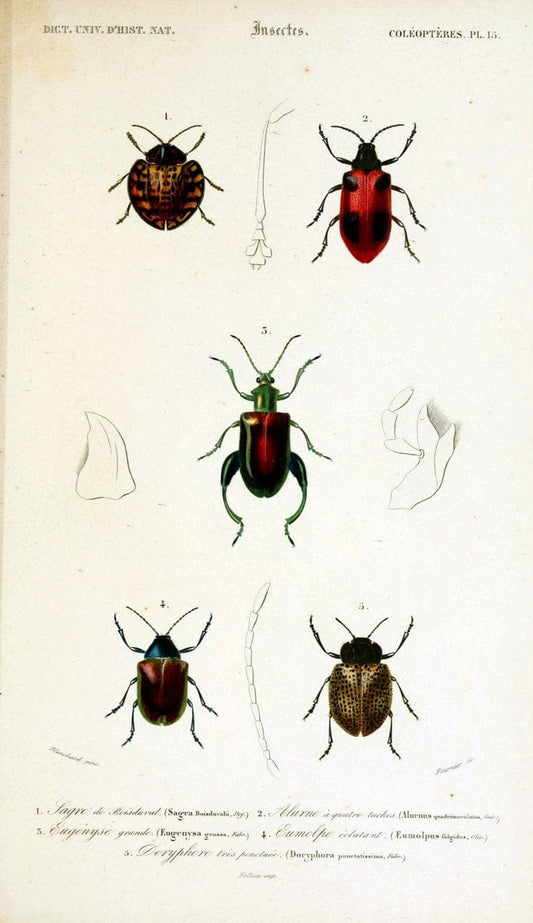 Dictionnaire universel d'histoire naturelle :.Paris:Chez les editeurs MM. Renard, Martinet et cie, rue et Hotel Mignon, 2 ; et chez Langlois et Leclercq, rue de la Harpe | Vintage Reproduction 470177
