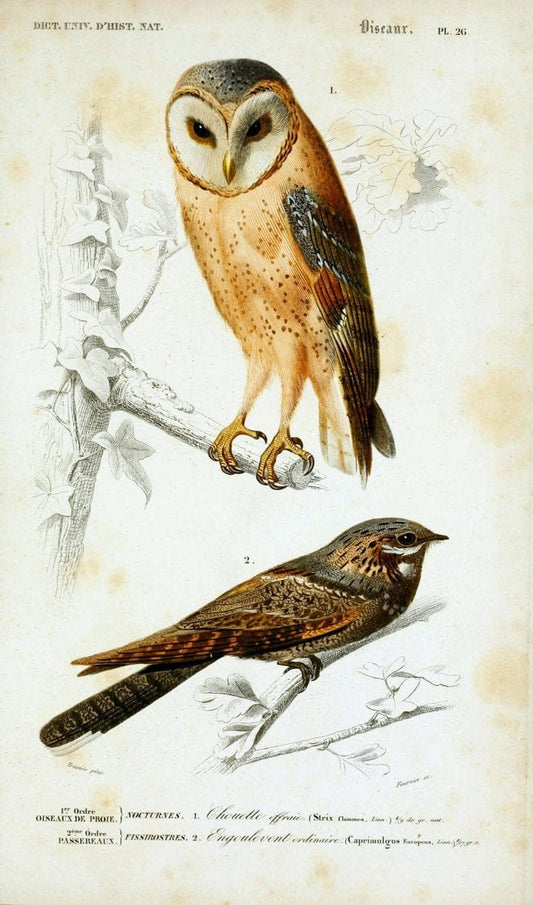 Dictionnaire universel d'histoire naturelle :.Paris:Chez les editeurs MM. Renard, Martinet et cie, rue et Hotel Mignon, 2 ; et chez Langlois et Leclercq, rue de la Harpe | Vintage Reproduction 470178