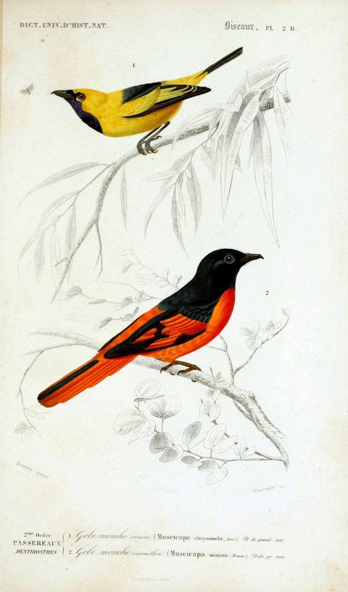 Dictionnaire universel d'histoire naturelle :.Paris:Chez les editeurs MM. Renard, Martinet et cie, rue et Hotel Mignon, 2 ; et chez Langlois et Leclercq, rue de la Harpe | Vintage Reproduction 470182