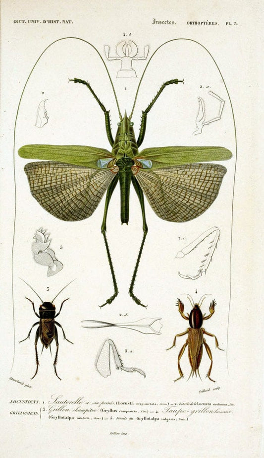 Dictionnaire universel d'histoire naturelle :.Paris:Chez les editeurs MM. Renard, Martinet et cie, rue et Hotel Mignon, 2 ; et chez Langlois et Leclercq, rue de la Harpe | Vintage Reproduction 470183