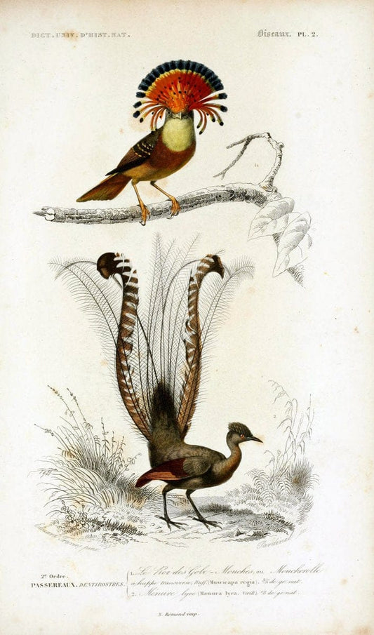 Dictionnaire universel d'histoire naturelle :.Paris:Chez les editeurs MM. Renard, Martinet et cie, rue et Hotel Mignon, 2 ; et chez Langlois et Leclercq, rue de la Harpe | Vintage Reproduction 470184