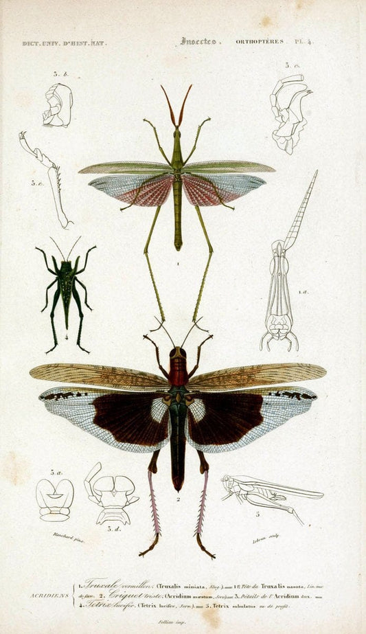 Dictionnaire universel d'histoire naturelle :.Paris:Chez les editeurs MM. Renard, Martinet et cie, rue et Hotel Mignon, 2 ; et chez Langlois et Leclercq, rue de la Harpe | Vintage Reproduction 470185