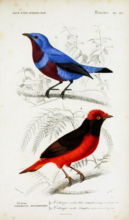 Dictionnaire universel d'histoire naturelle :.Paris:Chez les editeurs MM. Renard, Martinet et cie, rue et Hotel Mignon, 2 ; et chez Langlois et Leclercq, rue de la Harpe | Vintage Reproduction 470186