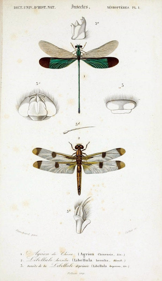 Dictionnaire universel d'histoire naturelle :.Paris:Chez les editeurs MM. Renard, Martinet et cie, rue et Hotel Mignon, 2 ; et chez Langlois et Leclercq, rue de la Harpe | Vintage Reproduction 470187