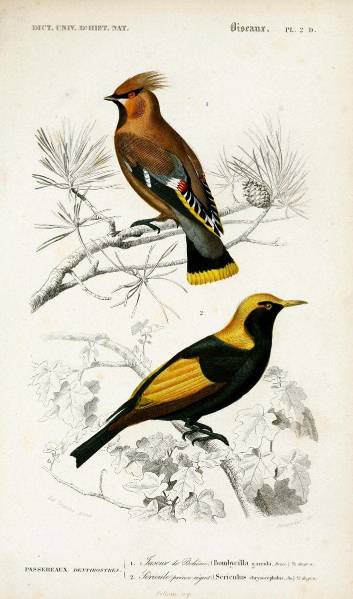 Dictionnaire universel d'histoire naturelle :.Paris:Chez les editeurs MM. Renard, Martinet et cie, rue et Hotel Mignon, 2 ; et chez Langlois et Leclercq, rue de la Harpe | Vintage Reproduction 470188