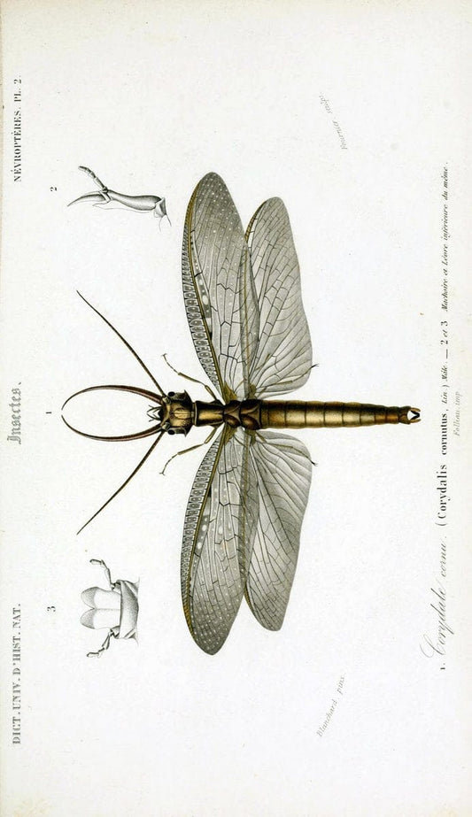 Dictionnaire universel d'histoire naturelle :.Paris:Chez les editeurs MM. Renard, Martinet et cie, rue et Hotel Mignon, 2 ; et chez Langlois et Leclercq, rue de la Harpe | Vintage Reproduction 470189