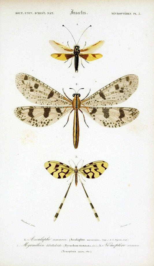 Dictionnaire universel d'histoire naturelle :.Paris:Chez les editeurs MM. Renard, Martinet et cie, rue et Hotel Mignon, 2 ; et chez Langlois et Leclercq, rue de la Harpe | Vintage Reproduction 470191