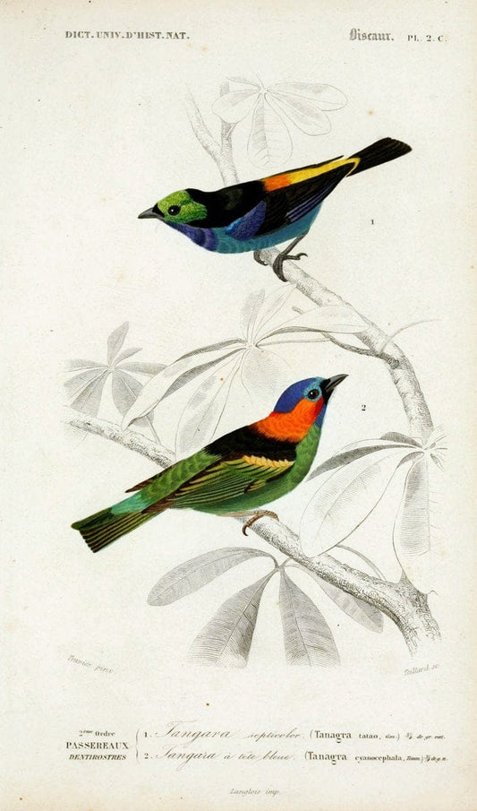 Dictionnaire universel d'histoire naturelle :.Paris:Chez les editeurs MM. Renard, Martinet et cie, rue et Hotel Mignon, 2 ; et chez Langlois et Leclercq, rue de la Harpe | Vintage Reproduction 470192