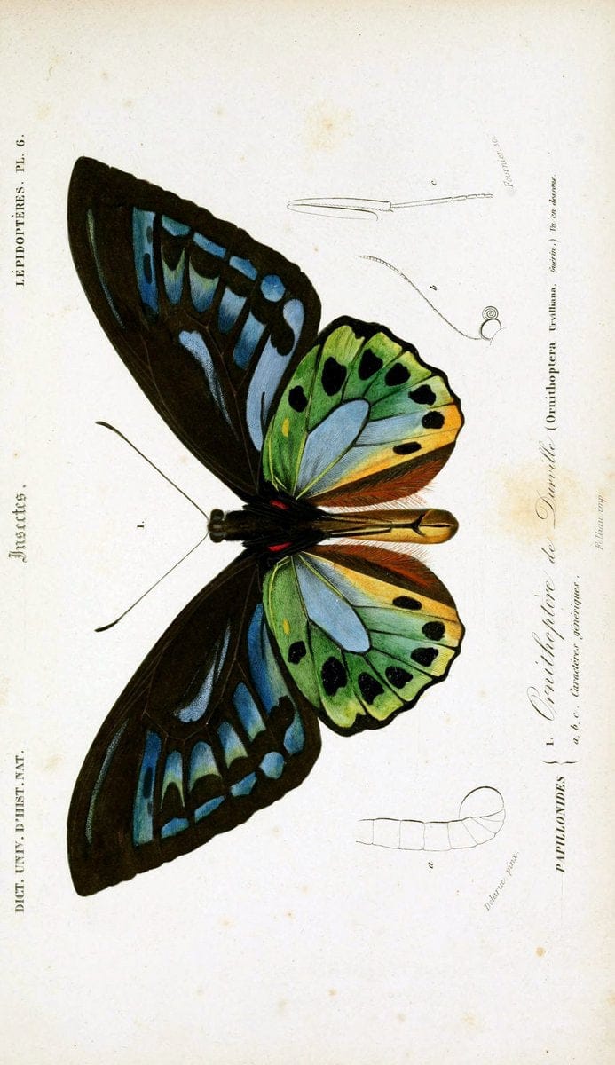 Dictionnaire universel d'histoire naturelle :.Paris:Chez les editeurs MM. Renard, Martinet et cie, rue et Hotel Mignon, 2 ; et chez Langlois et Leclercq, rue de la Harpe | Vintage Reproduction 470193