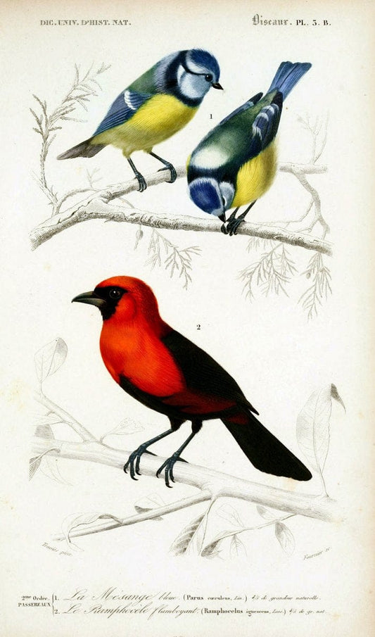 Dictionnaire universel d'histoire naturelle :.Paris:Chez les editeurs MM. Renard, Martinet et cie, rue et Hotel Mignon, 2 ; et chez Langlois et Leclercq, rue de la Harpe | Vintage Reproduction 470194