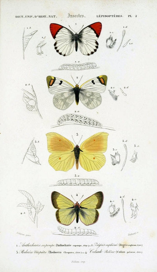 Dictionnaire universel d'histoire naturelle :.Paris:Chez les editeurs MM. Renard, Martinet et cie, rue et Hotel Mignon, 2 ; et chez Langlois et Leclercq, rue de la Harpe | Vintage Reproduction 470197