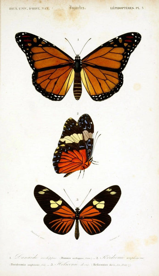 Dictionnaire universel d'histoire naturelle :.Paris:Chez les editeurs MM. Renard, Martinet et cie, rue et Hotel Mignon, 2 ; et chez Langlois et Leclercq, rue de la Harpe | Vintage Reproduction 470199