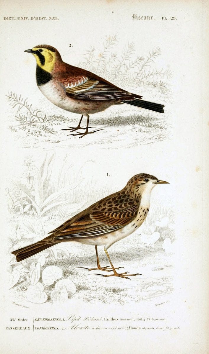 Dictionnaire universel d'histoire naturelle :.Paris:Chez les editeurs MM. Renard, Martinet et cie, rue et Hotel Mignon, 2 ; et chez Langlois et Leclercq, rue de la Harpe | Vintage Reproduction 470200